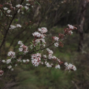 Kunzea ericoides at Tinderry, NSW - 15 Jan 2024 03:59 PM