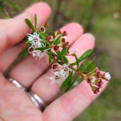 Kunzea ericoides at Tinderry, NSW - 15 Jan 2024 03:59 PM