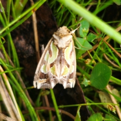 Cosmodes elegans (Green Blotched Moth) at Tinderry, NSW - 15 Jan 2024 by Csteele4