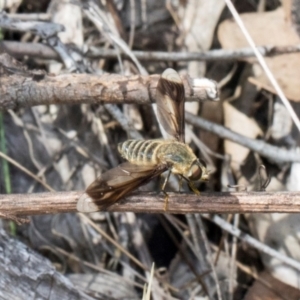 Comptosia quadripennis at The Pinnacle - 12 Jan 2024 09:43 AM