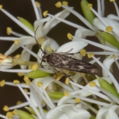 Scythrididae (family) (Tropical Longhorned Moth) at The Pinnacle - 12 Jan 2024 by AlisonMilton