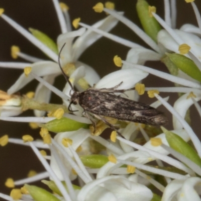 Ardozyga (genus) (A Gelechioid moth) at The Pinnacle - 12 Jan 2024 by AlisonMilton