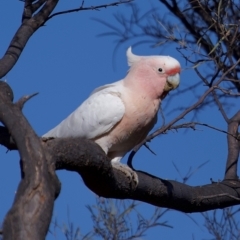 Lophochroa leadbeateri (Pink Cockatoo) at Eromanga, QLD - 2 Oct 2023 by Katbirfdsnaps