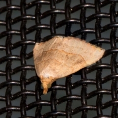 Meranda susialis (Three-lined Snout) at Higgins, ACT - 9 Jan 2024 by AlisonMilton