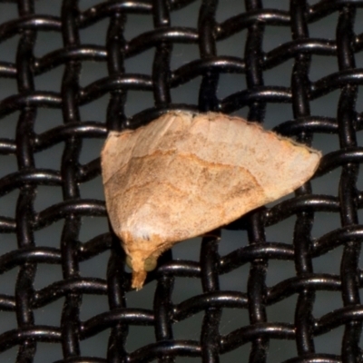 Meranda susialis (Three-lined Snout) at Higgins, ACT - 9 Jan 2024 by AlisonMilton