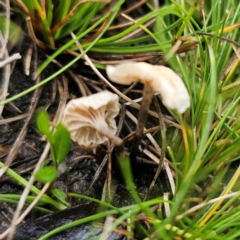 Unidentified Cap on a stem; gills below cap [mushrooms or mushroom-like] at Tinderry, NSW - 15 Jan 2024 by Csteele4