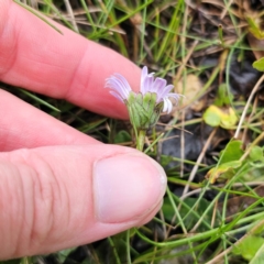 Brachyscome decipiens at Tinderry, NSW - 15 Jan 2024 03:47 PM