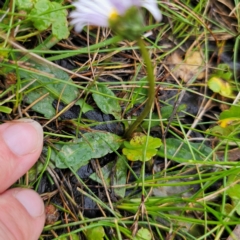 Brachyscome decipiens at Tinderry, NSW - 15 Jan 2024 03:47 PM