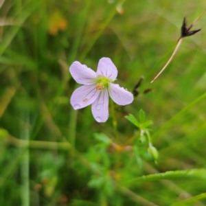 Geranium neglectum at Tinderry, NSW - 15 Jan 2024