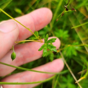 Geranium neglectum at Tinderry, NSW - 15 Jan 2024