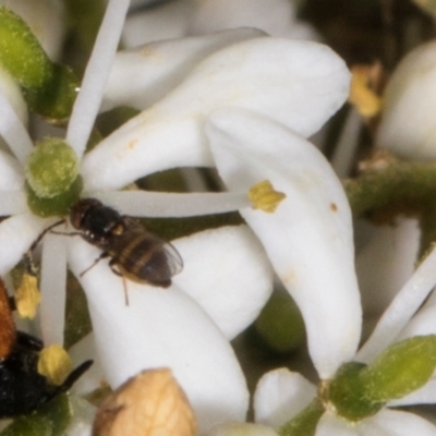 Unidentified Other true fly at Hawker, ACT - 11 Jan 2024 by AlisonMilton