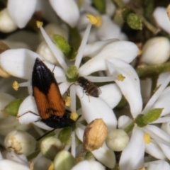 Australiphthiria (genus) at The Pinnacle - 12 Jan 2024