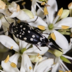 Mordella dumbrelli (Dumbrell's Pintail Beetle) at The Pinnacle - 11 Jan 2024 by AlisonMilton