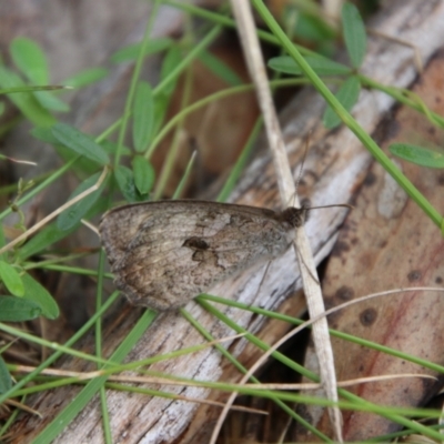 Geitoneura klugii (Marbled Xenica) at Tinderry, NSW - 15 Jan 2024 by Csteele4