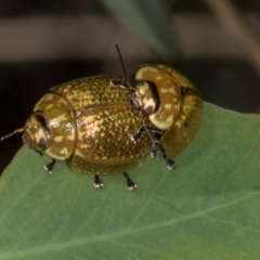 Paropsisterna cloelia (Eucalyptus variegated beetle) at Hawker, ACT - 11 Jan 2024 by AlisonMilton