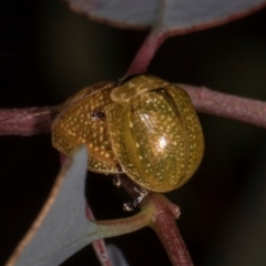 Paropsisterna cloelia at The Pinnacle - 12 Jan 2024