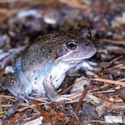 Limnodynastes dumerilii at  - suppressed by Aussiegall