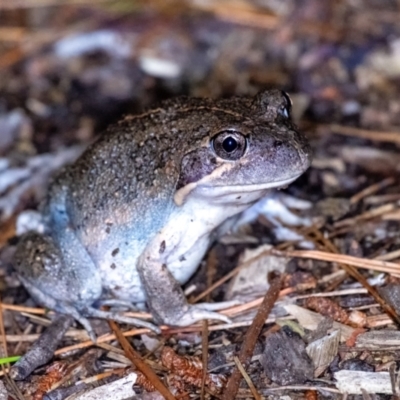 Limnodynastes dumerilii at Penrose, NSW - 12 Jan 2024 by Aussiegall