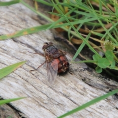 Rutilia (Donovanius) sp. (genus & subgenus) (A Bristle Fly) at Tinderry, NSW - 15 Jan 2024 by Csteele4