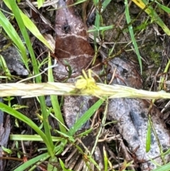 Thomisidae (family) (Unidentified Crab spider or Flower spider) at Kangaroo Valley, NSW - 15 Jan 2024 by lbradley