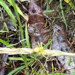 Thomisidae (family) at Kangaroo Valley, NSW - suppressed