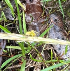 Thomisidae (family) at Kangaroo Valley, NSW - suppressed