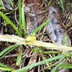 Thomisidae (family) at Kangaroo Valley, NSW - suppressed