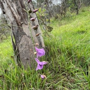 Arthropodium fimbriatum at Bruce Ridge to Gossan Hill - 15 Jan 2024 04:41 PM