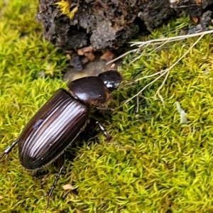 Acrossidius tasmaniae at Sullivans Creek, Lyneham South - 16 Jan 2024 08:50 AM