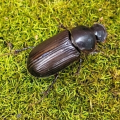 Acrossidius tasmaniae at Sullivans Creek, Lyneham South - 16 Jan 2024 08:50 AM