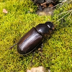 Acrossidius tasmaniae at Sullivans Creek, Lyneham South - 16 Jan 2024 08:50 AM