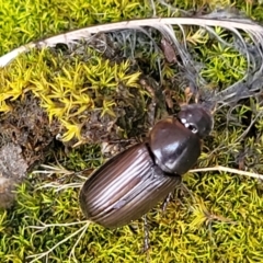 Acrossidius tasmaniae at Sullivans Creek, Lyneham South - 16 Jan 2024 08:50 AM