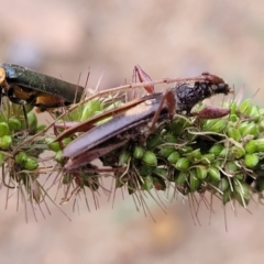 Epithora dorsalis (Longicorn Beetle) at Banksia Street Wetland Corridor - 16 Jan 2024 by trevorpreston