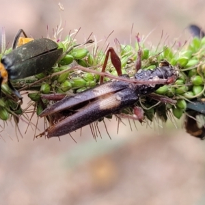 Epithora dorsalis at Banksia Street Wetland Corridor - 16 Jan 2024 08:26 AM