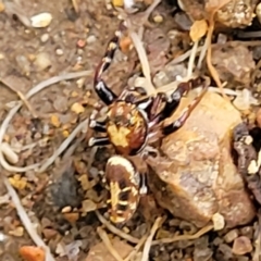 Opisthoncus sexmaculatus at Banksia Street Wetland Corridor - 16 Jan 2024 08:21 AM