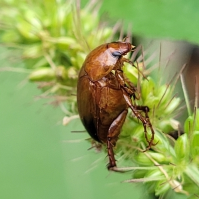 Phyllotocus macleayi (Nectar scarab) at Banksia Street Wetland Corridor - 16 Jan 2024 by trevorpreston