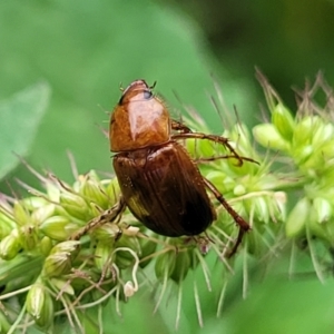 Phyllotocus navicularis at Banksia Street Wetland Corridor - 16 Jan 2024