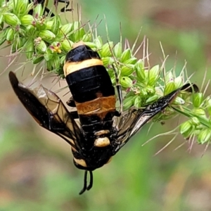 Lophyrotoma interrupta at Banksia Street Wetland Corridor - 16 Jan 2024