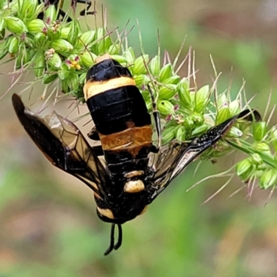 Lophyrotoma interrupta (Cattle Poisoning Sawfly) at Banksia Street Wetland Corridor - 15 Jan 2024 by trevorpreston