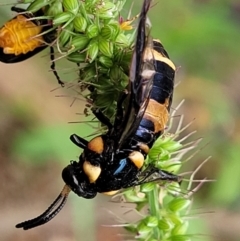 Lophyrotoma interrupta at Banksia Street Wetland Corridor - 16 Jan 2024