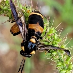 Lophyrotoma interrupta at Banksia Street Wetland Corridor - 16 Jan 2024