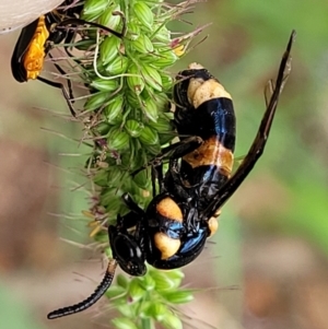 Lophyrotoma interrupta at Banksia Street Wetland Corridor - 16 Jan 2024