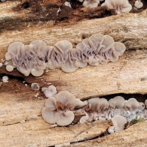 Auricularia pusio group at Banksia Street Wetland Corridor - 16 Jan 2024 08:07 AM