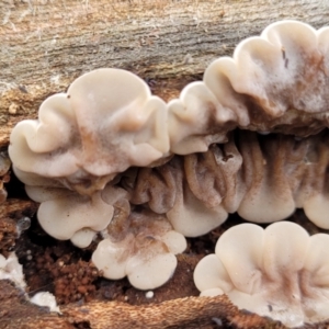 Auricularia pusio group at Banksia Street Wetland Corridor - 16 Jan 2024 08:07 AM