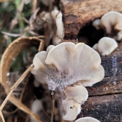 Auricularia pusio group at Banksia Street Wetland Corridor - 16 Jan 2024 08:07 AM