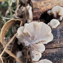 Auricularia pusio group at Banksia Street Wetland Corridor - 16 Jan 2024