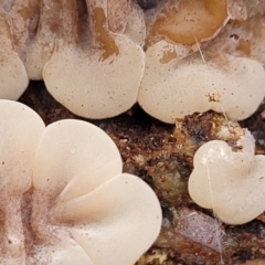 Auricularia pusio group at Banksia Street Wetland Corridor - 16 Jan 2024