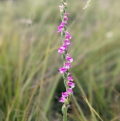 Spiranthes australis (Austral Ladies Tresses) at The Tops at Nurenmerenmong - 3 Feb 2022 by peterchandler