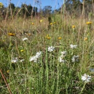 Rhodanthe anthemoides at The Tops at Nurenmerenmong - 3 Feb 2022