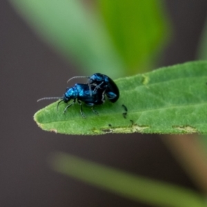 Altica sp. (genus) at ANBG - 10 Jan 2024